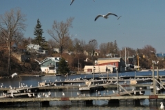 Picton Harbour Seagulls Spring (v) #3310