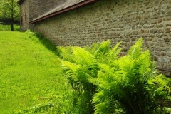 Picton Macaulay House Ferns #2586