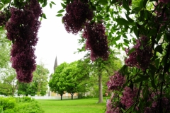 Picton Macaulay House Lilacs #2588