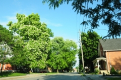 Picton Tree Catalpa #2653