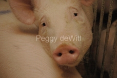 1_Pig-1058