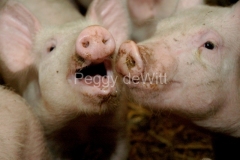 1_Pigs-1064