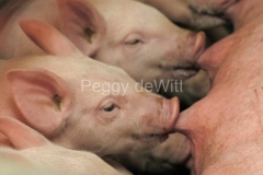 1_Piglets-Feeding-1066