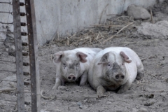 Pigs-Two-3934