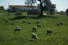 Portugal Santana da Serra 3 #876