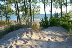 Sandbanks-Outlet-Sand-Trees-3955