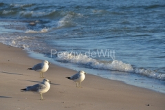 Sandbanks-Shore-Three-Seagulls-3373
