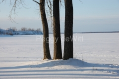 Sandbanks-Three-Trees-Winter-1202