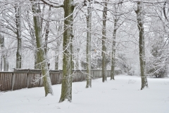 Sandbanks-Trees-Fence-Winter-3382