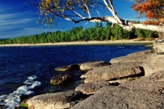 Sandbanks Birch Tree #183 jpg