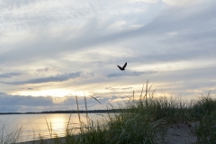 Sandbanks-Bird-Flying-3780