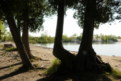 Sandbanks Dunes Beach Trees #2657