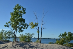 Sandbanks Dunes Old Tree #3605