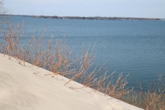 Sandbanks Dunes Pussy Willows #3615