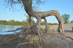 Sandbanks Dunes Roots #3353