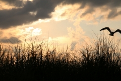 Sandbanks Grass  Bird #3609