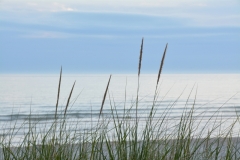 Sandbanks Grass Misty # 3117