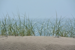 Sandbanks Grass Sparkling #3118