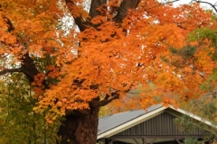 Sandbanks Maple Tree Fall (v) #2300
