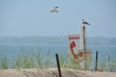 Sandbanks Phone Sign #3366