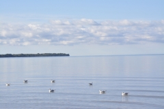 Sandbanks-Seagulls-Foreground-3796