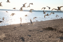 Sandbanks-Seagulls-Girl-3797