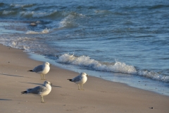 Sandbanks Shore Three Seagulls #3373