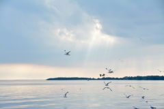 Sandbanks Sky Seagulls #3374