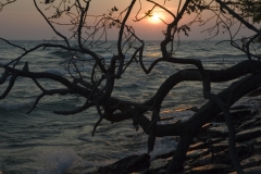 Sandbanks Sunset Tree #753