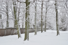 Sandbanks Trees Fence Winter #3382