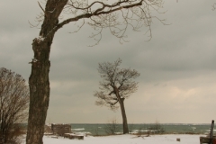 Sandbanks Trees West Point (v) #1921