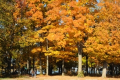 Sandbanks West Lake Fall 1 #2292