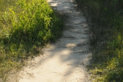 Sandbanks West Lake Path (v) #2680