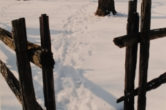 Sandbanks West Point Rail Fence Winter (v)