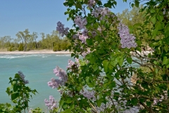 Sandbanks-West-Pt-Lilacs-3810