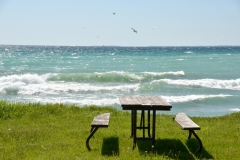 Sandbanks West Pt Picnic Table Gulls #3392