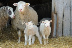 Sheep-Flock-Dana-2685