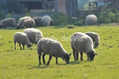 Sheep-Grazing-Milford-3045-1