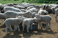 Sheep-Flock-Feeding-757