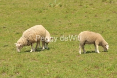 Sheep-Grazing-3044-1
