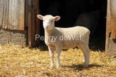 Sheep-Lamb-2760