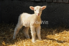 Sheep-Lamb-Standing-3046-1