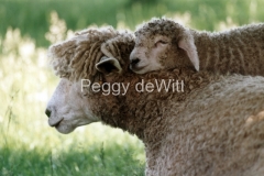 Sheep-Mom-Lamb-437