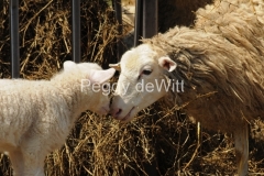 Sheep-Mom-Lamb-Noses-Closeup-3047-1