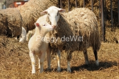 Sheep-Mom-Lamb-Standing-2687
