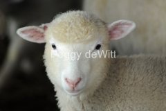 Sheep-Pink-Ears-3048-1