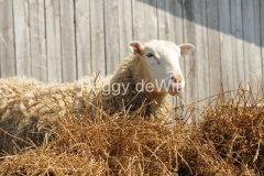 Sheep-Straw-3050-1