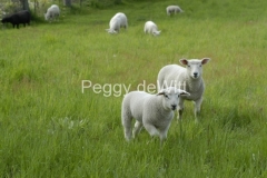 Sheep-Walking-1165