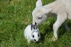 Sheep-Lamb-Rabbit-3405
