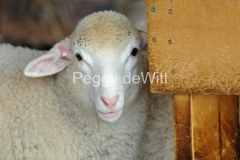 Sheep-Peeking-2688